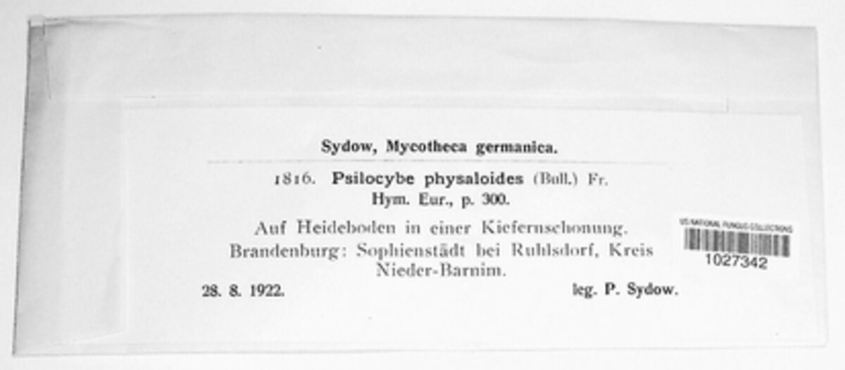 Psilocybe physaloides image